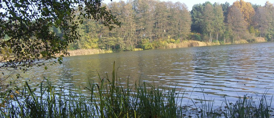 Blick über den Chossewitzer See mit Schilf im Vordergrund und Wald am gegenüberliegenden Ufer